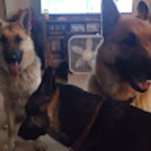 Meet your Posher, Shepherd mom